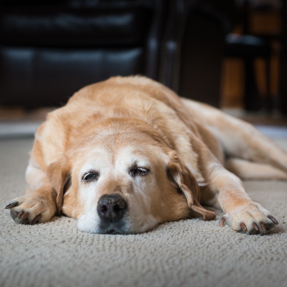 A dog lying on the floor