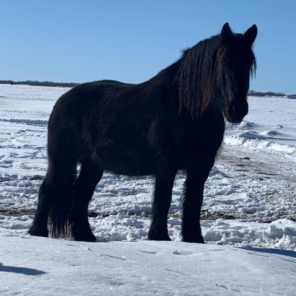 A black horse stands in the snow