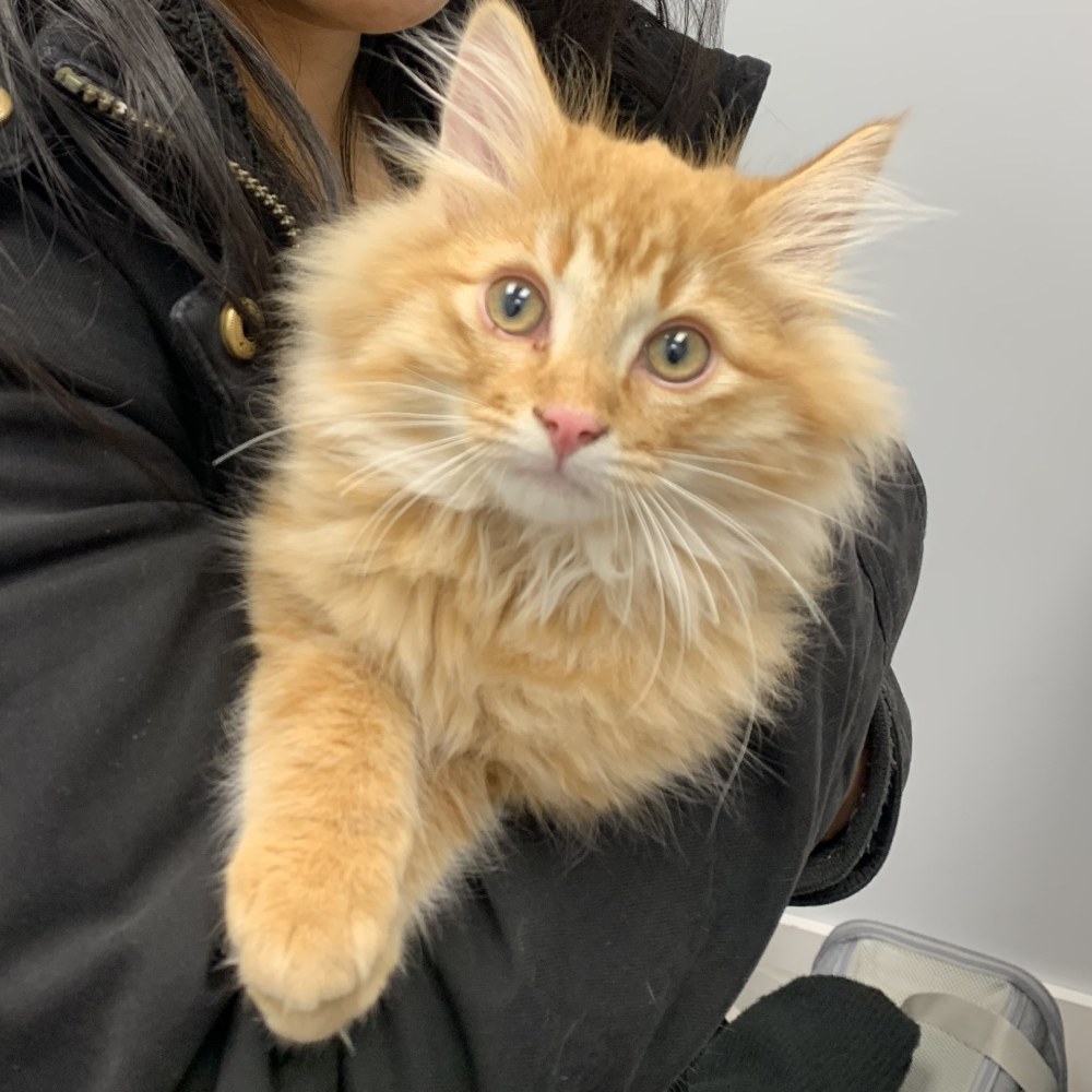 A vet holds a cat close