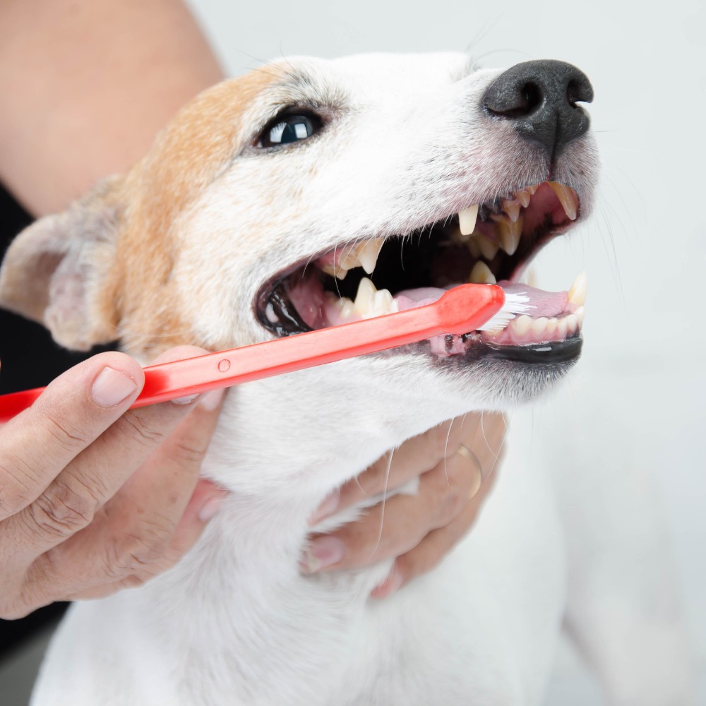 A vet gently brushes a dog's teeth