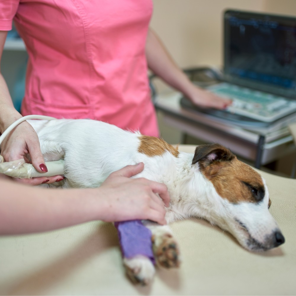 Veterinarian is doing an ultrasound diagnostic of the dog
