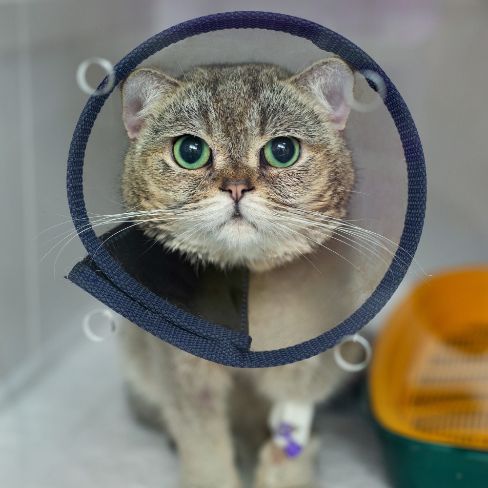 A cat wearing a cone on its head