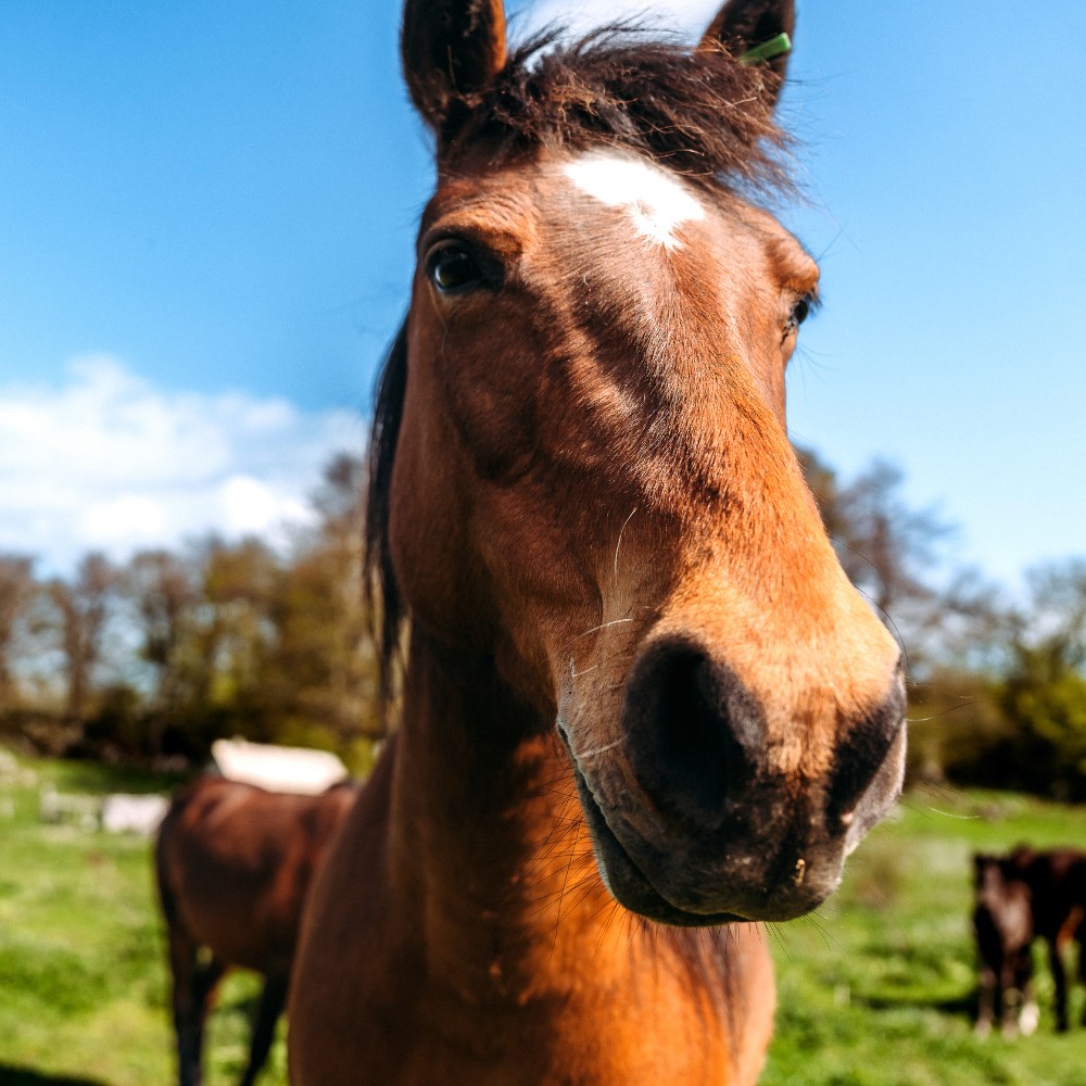 A brown horse standing on top of a lush green field