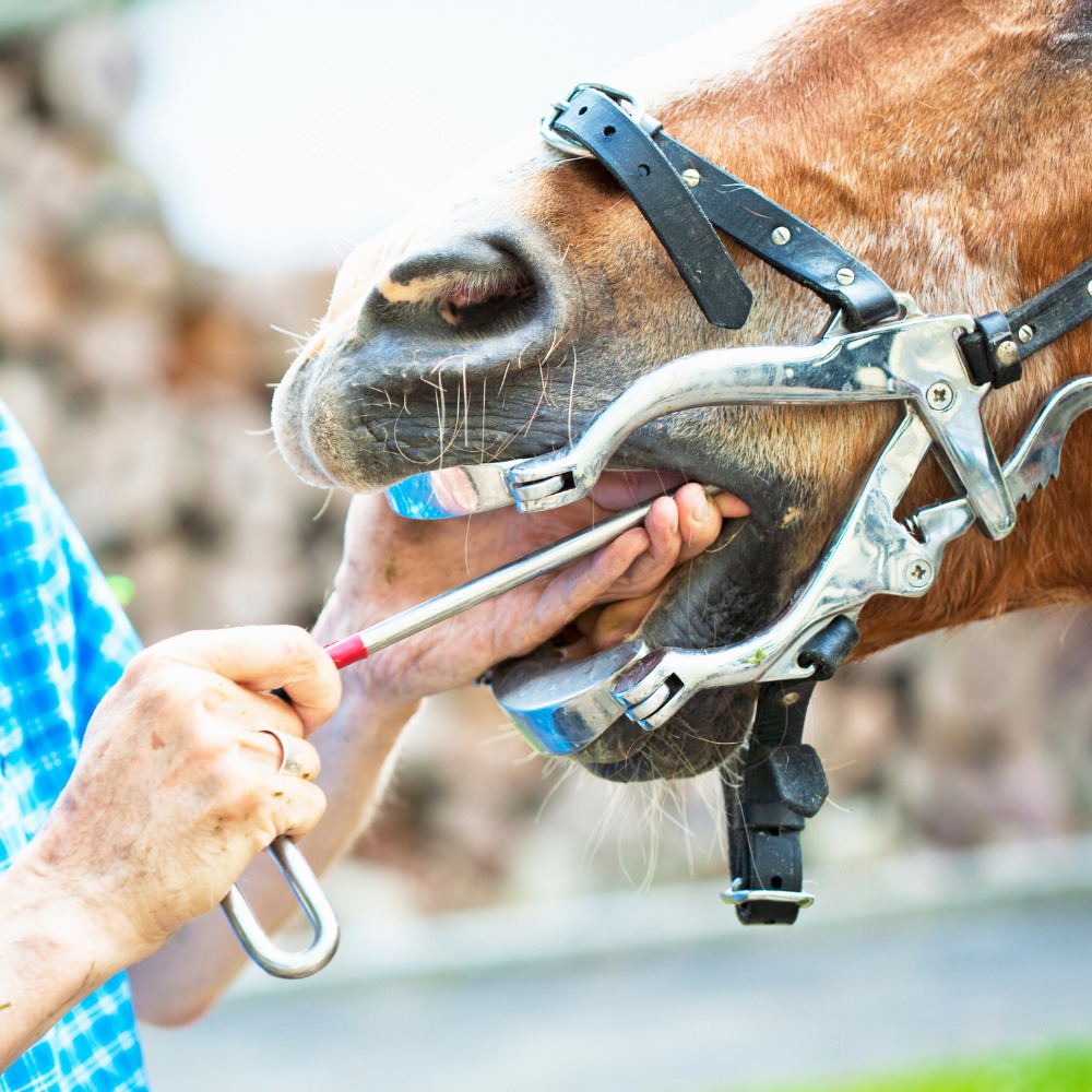 A vet is checking a horse's teeth