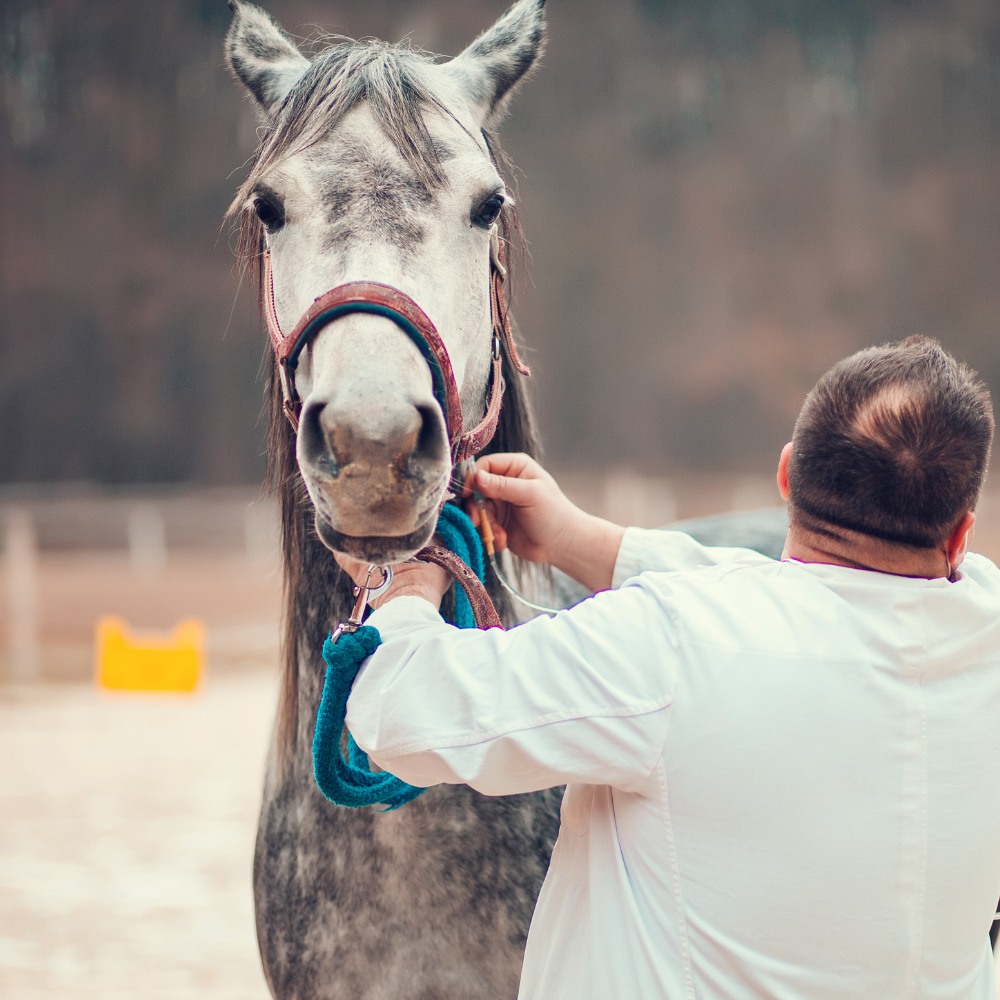 A man standing next to a horse