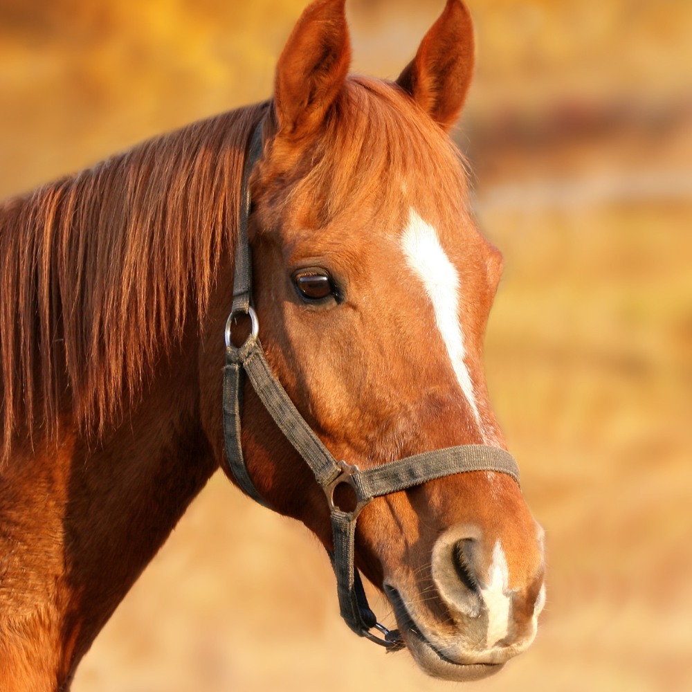 A brown horse with a white stripe on it's face