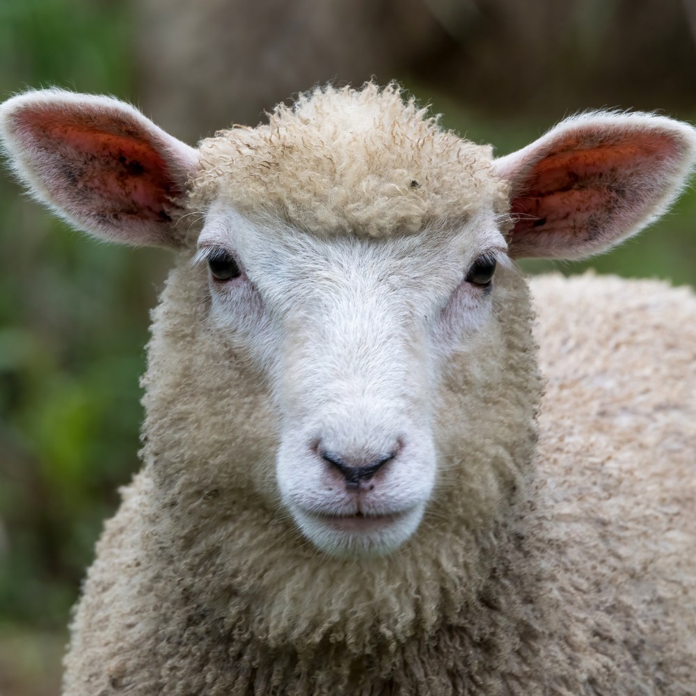 A close-up view of a sheep
