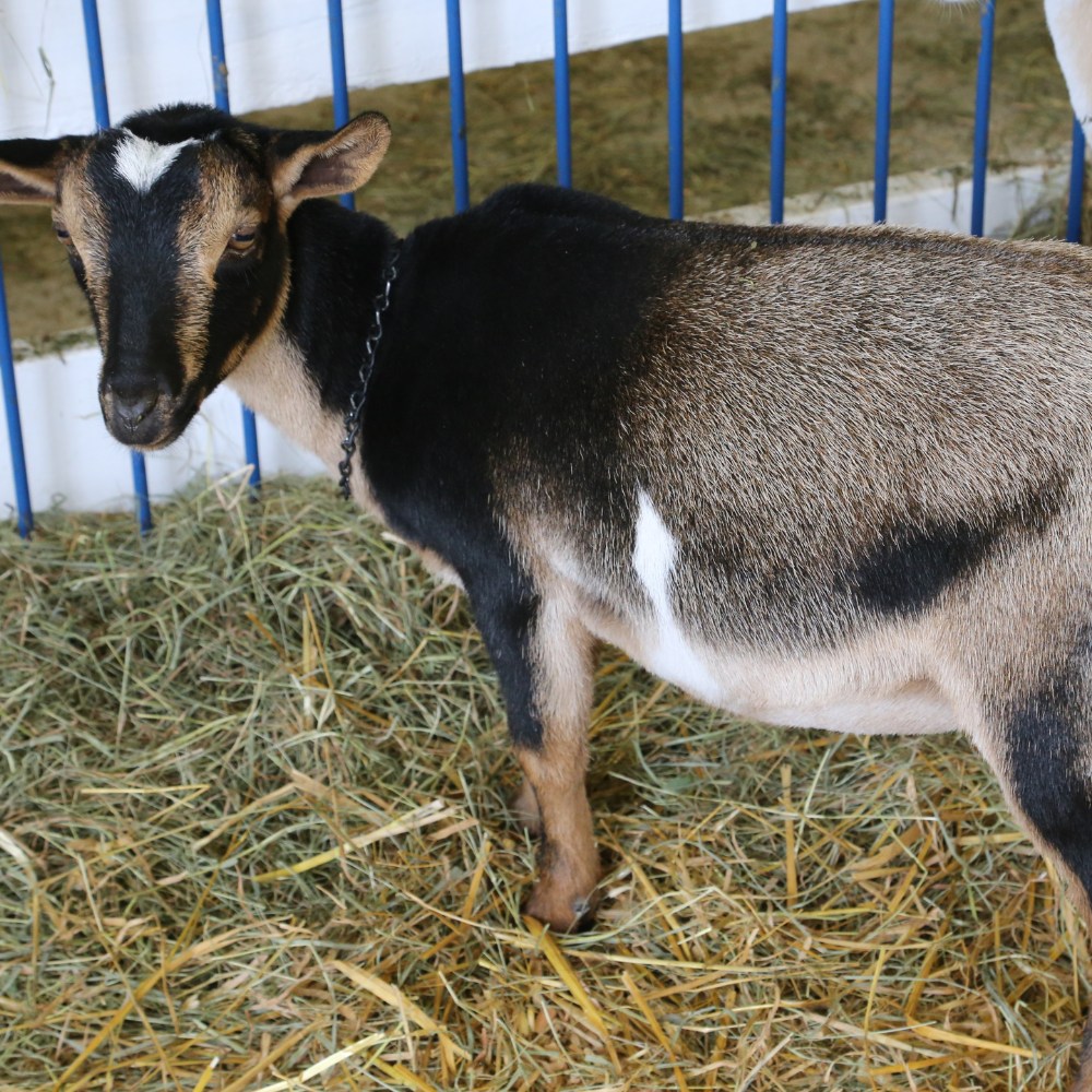 A goat stands in a pen filled with hay