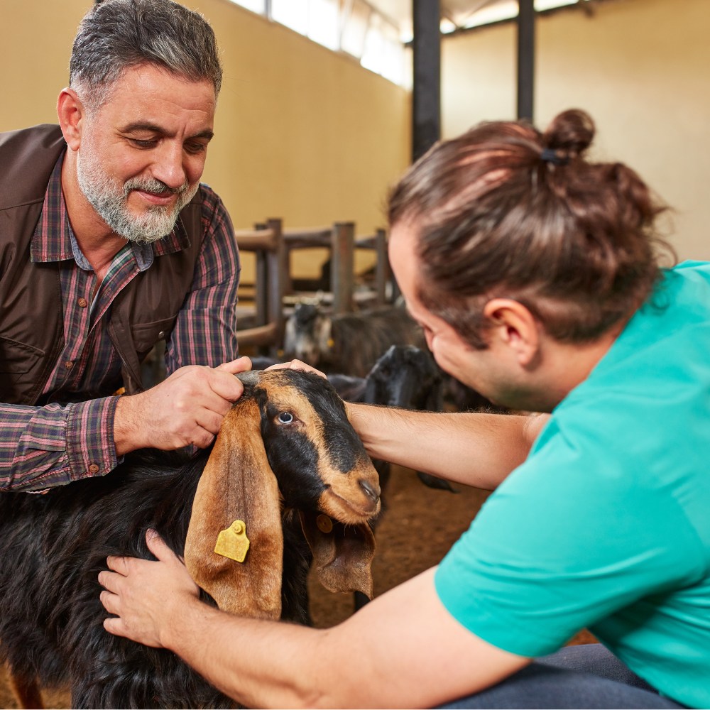 two vets carefully examine a goat